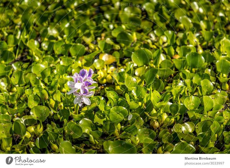 Close-up of pink lilies in the swamps of the gulf of Mexico Beautiful Summer Garden Nature Landscape Plant Flower Leaf Blossom Lake Fresh Natural Green Pink