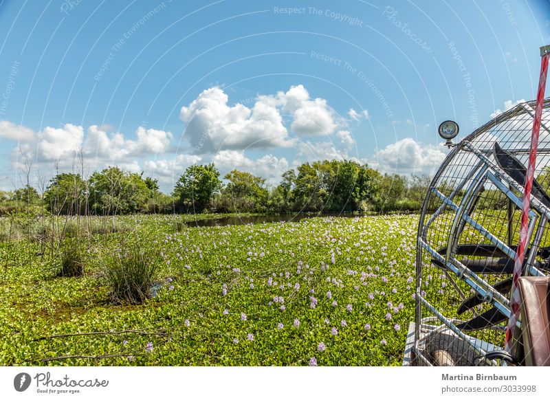 Airboat driving in a swamp looking for the alligators Beautiful Vacation & Travel Summer Nature Landscape Plant Sky Flower Meadow Lake Natural Blue Green Pink