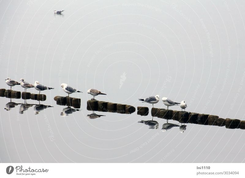 Seagull row Nature Animal Water Spring Fog Coast Lakeside Baltic Sea Wild animal Bird Gull birds Group of animals Blue Brown Gray Black White Reflection Calm