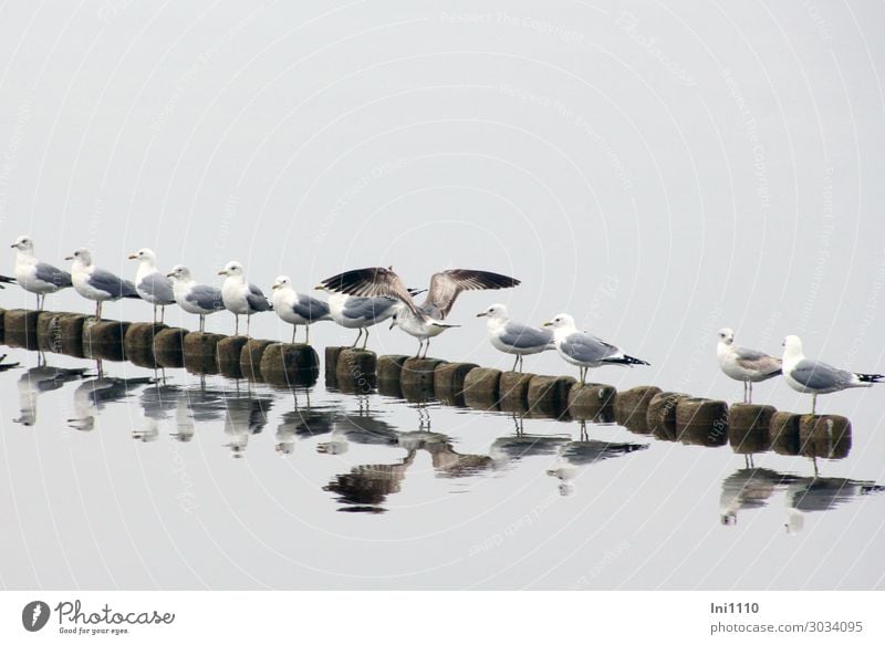 Seagull row Nature Animal Fog Coast Lakeside Beach Wild animal Bird Group of animals Blue Brown Gray Black White Usedom Ready to start Trend-setting Row