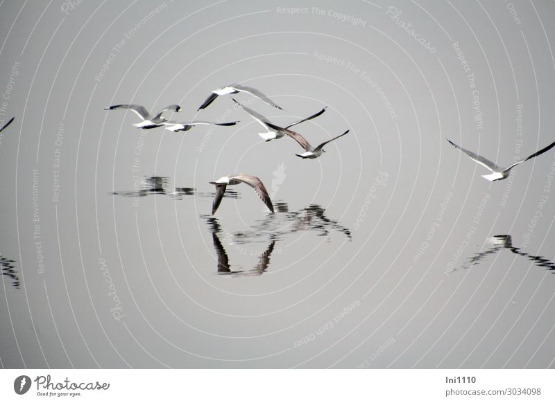 Airy seagulls in the fog. Animal Spring Fog Coast Lakeside Baltic Sea Wild animal Bird Wing Seagull Group of animals Blue Brown Gray Black White Usedom