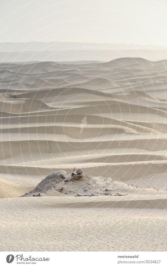 Misty dawn over sand dunes-TaklaMakan desert-Xinjiang-China-0342 Vacation & Travel Adventure Freedom Sightseeing Expedition Sun Environment Nature Landscape