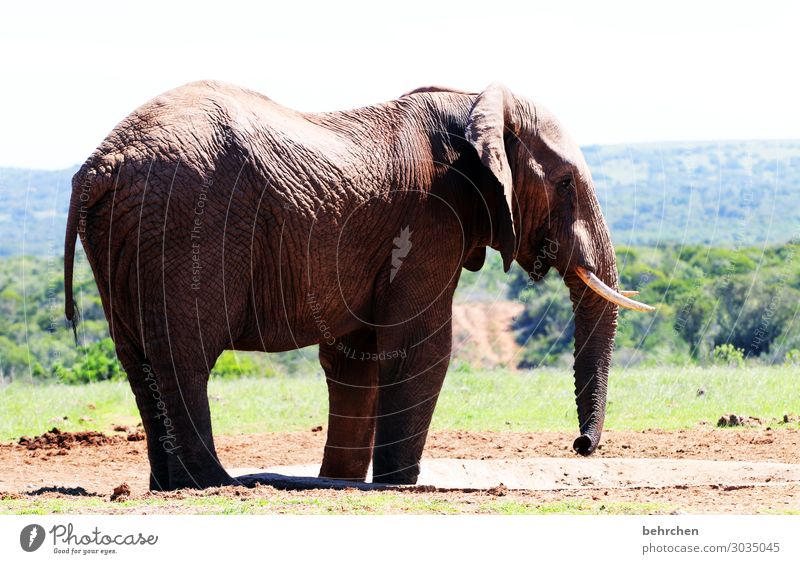 colossus Animal portrait Sunlight Contrast Light Day Deserted Close-up Street Animal protection Wanderlust Wild Wilderness Colour photo Exterior shot Large