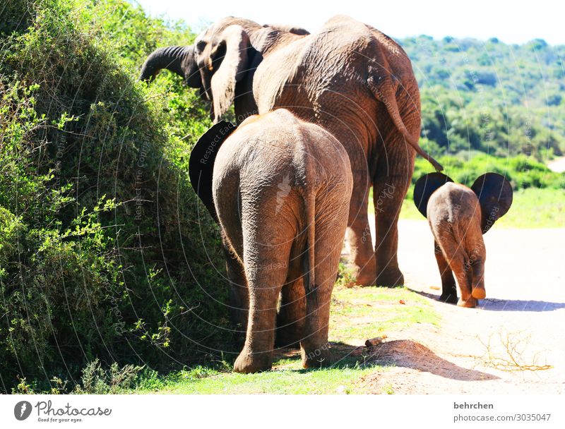 triad | three elephant poooos Love of animals Baby animal Animal protection Close-up Colour photo Deserted Exterior shot Cute Dawn Sunrise Observe Wild