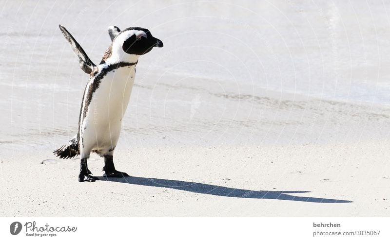 my shadow is sooo big Vacation & Travel Tourism Trip Adventure Far-off places Freedom Water Coast Beach Ocean Wild animal Bird Animal face Wing Penguin