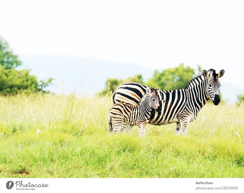 security Vacation & Travel Tourism Trip Adventure Far-off places Freedom Safari Nature Landscape Grass Wild animal Animal face Pelt Zebra Baby animal