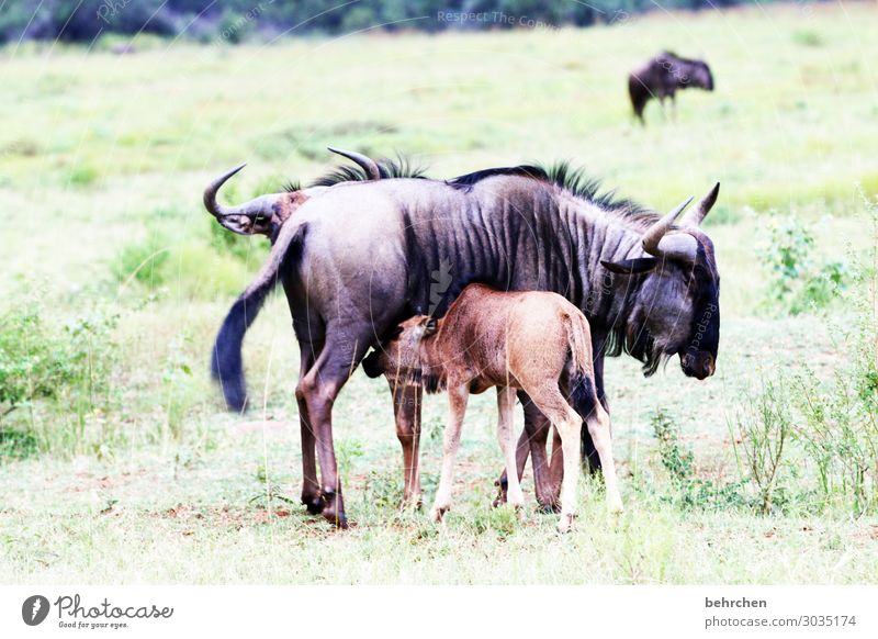 motherly love Mother with child in common Together animal baby Animal family Safety (feeling of) Protection Trust Child South Africa Safari Wild animal