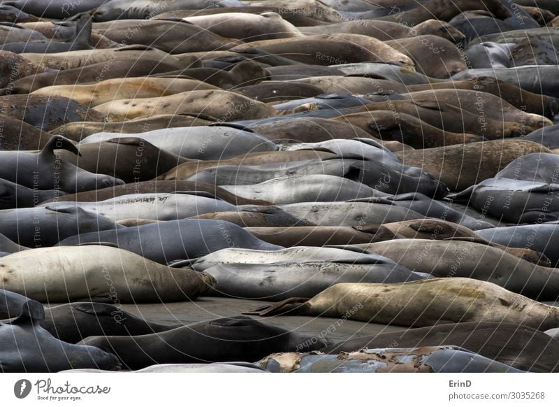 Large Colorful Group Elephant Seals Sleeping on Beach Life Ocean Woman Adults Nature Fur coat Pelt Cow Herd Funny Natural Colour Elephant seal northern phocidae