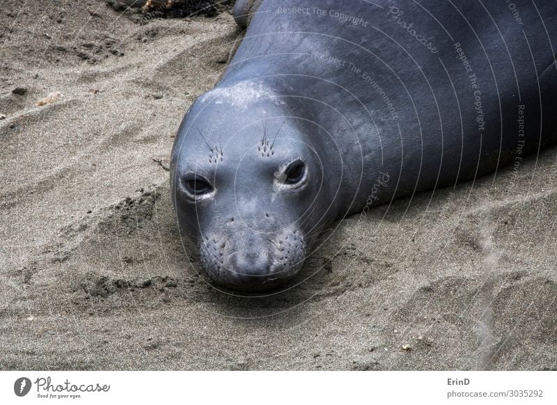 Close Up Gray Face Northern Elephant Seal on Sand Life Beach Ocean Woman Adults Nature Fur coat Pelt Cow Herd Sleep Funny Natural Colour Elephant seal northern