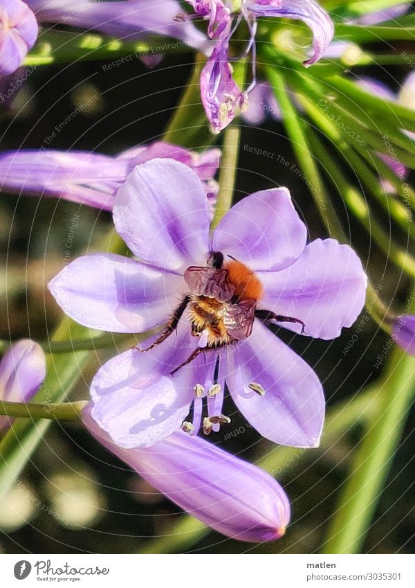 Agapantus Plant Animal Leaf Blossom Bee 1 To feed Blue Green decorative lily Narrow jostling Colour photo Exterior shot Close-up Copy Space left