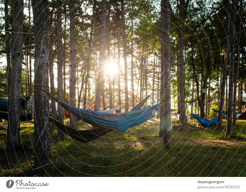 Hammocks on trees in the forest. Sunshine morning in the forest. Lifestyle Relaxation Vacation & Travel Tourism Camping Summer Nature Tree Forest Green sunshine