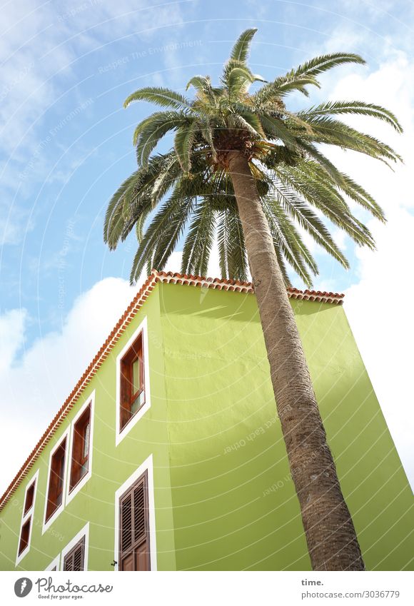 Coconut for breakfast Sky Clouds Beautiful weather Plant Tree Palm tree House (Residential Structure) Friendliness Happiness Bright Tall Blue Green Together