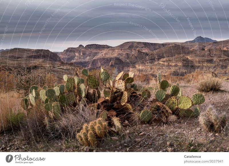 Opuntia grows in the desert Mountain Hiking Environment Landscape Plant Sand Sky Storm clouds Horizon Climate Bad weather Drought Bushes Cactus