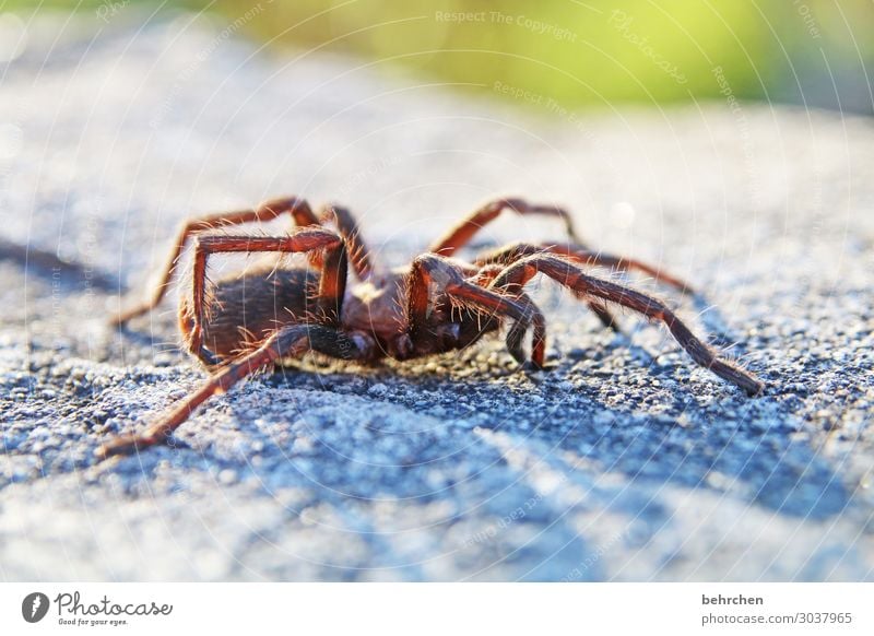 HANDLeADER BIG Vacation & Travel Tourism Trip Adventure Far-off places Freedom Wild animal Spider Legs 1 Animal Exceptional Exotic Fantastic Fear Horror