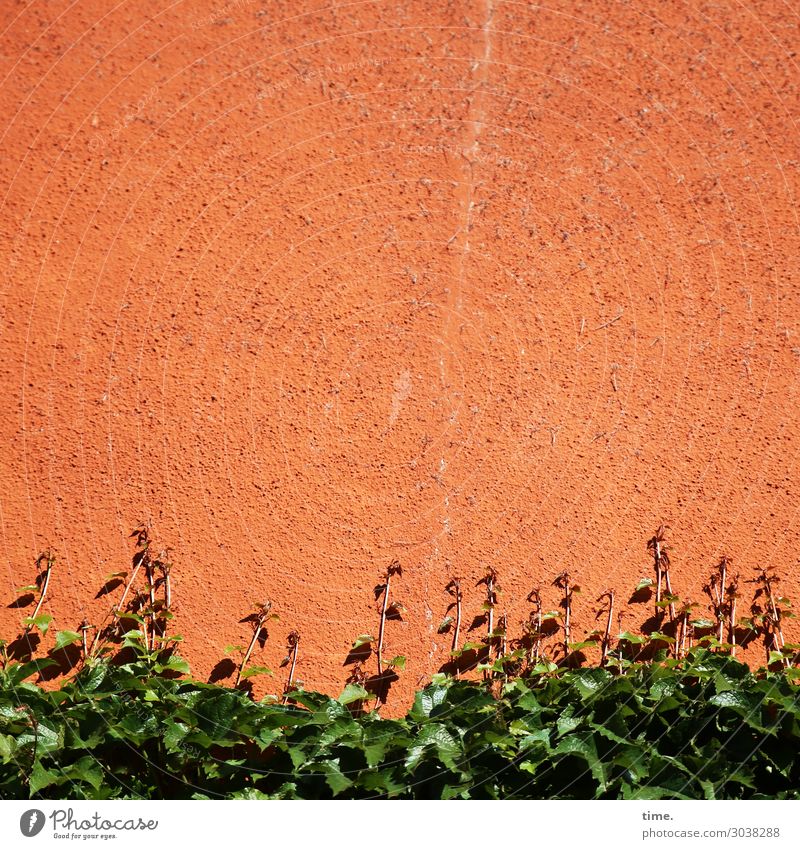 warmly put | Architecture and nature bush shrub Facade Wall (building) Hedge green Orange Warmth ardor Crack & Rip & Tear Summer Growth Plant