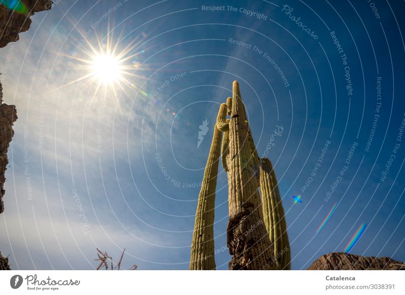 Heat, cactus from the frog perspective. The sun shines hot from the sky Environment Nature Air Sky Clouds Stars Summer Climate change Weather Beautiful weather