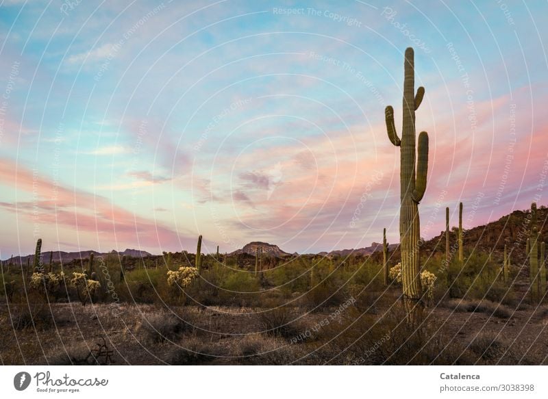 In the evening light, a saguaro cactus in the foreground of the desert landscape Trip Far-off places Freedom Hiking Nature Landscape Sand Sky Clouds Horizon