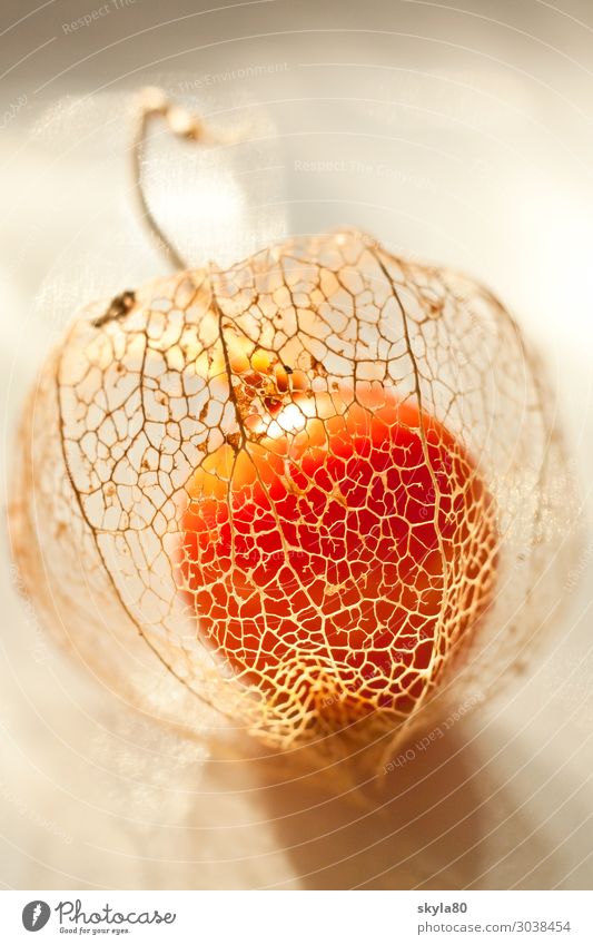 flooded with light Physalis Chinese lantern flower Nature Plant Ornamental plant Dry Solanaceae bleed flowers Garden Autumn Exotic fruit Orange Lampion