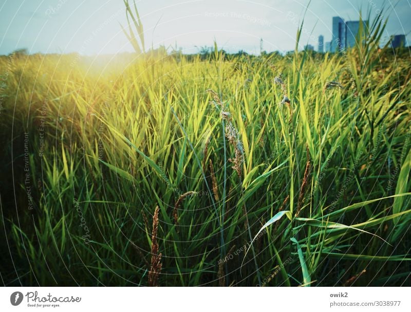 Wienerberg Environment Nature Landscape Plant Cloudless sky Horizon Sun Beautiful weather Grass Foliage plant Wild plant Common Reed Park Lake Vienna