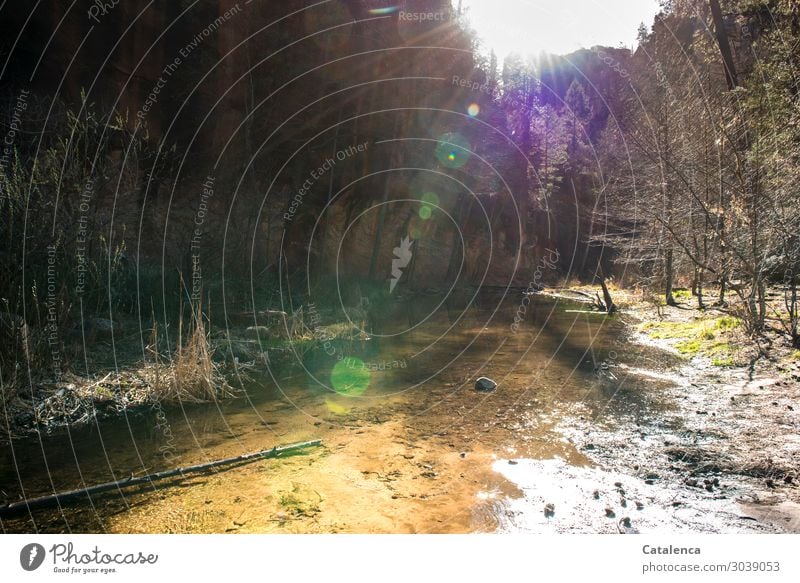 A stream meanders through the gorge, sunbeams fall on the water Summer Winter Mountain Hiking Nature Landscape Animal Earth Water Sky Sunlight Beautiful weather