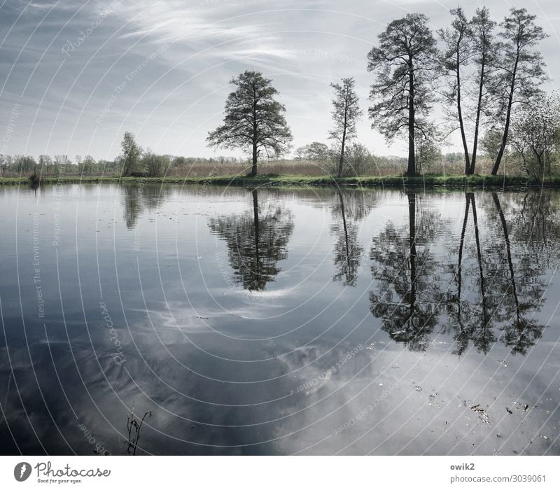 reflector Environment Nature Landscape Plant Water Sky Clouds Horizon Spring Beautiful weather Tree Bushes Wild plant Lakeside Stand Growth Together Serene