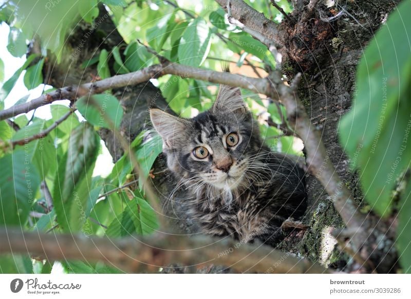 Kitten in a cherry tree Pet Cat Animal face 1 Observe Lie Looking Wait Brash Free Cuddly Curiosity Cute Above Brown Gray Green Bravery Interest Surprise