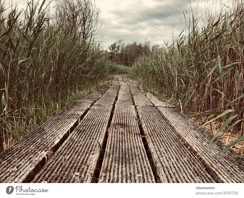 Pfad, Steg, Path, Greenery, Jungle, Dschungel Feeling Environment Grass Garden Park Passion Honest Authentic Wanderlust Colour photo Subdued colour