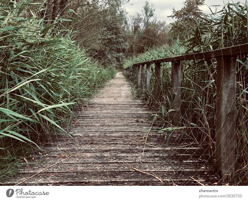 Pfad, Steg, Path, Greenery, Jungle, Dschungel Feeling Environment Grass Garden Park Contentment Creativity Colour photo Subdued colour Exterior shot Deserted