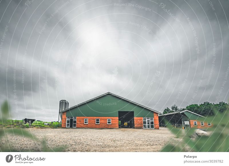 Cow standing by a red barn in a rural countryside Vacation & Travel Tourism Summer Mountain House (Residential Structure) Nature Landscape Sky Clouds Rain Tree