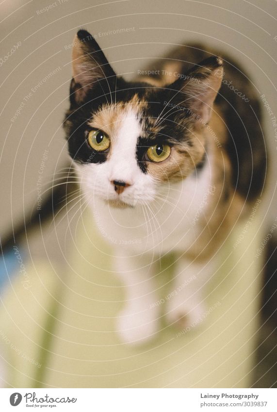 cat on green chair Animal Pet Cat 1 Esthetic green eyes Spotted Nose Ear adopt humane society Colour photo Interior shot Close-up Animal portrait