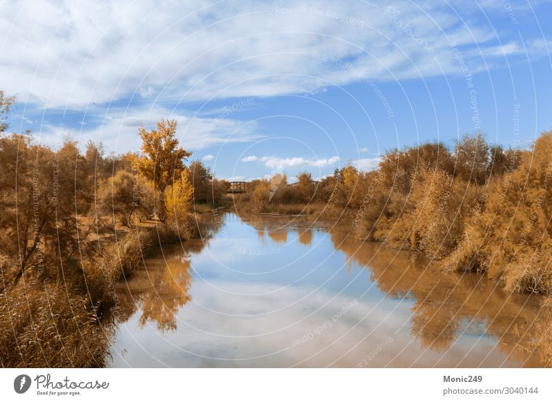 Tajo river in Spain with trees on the banks Relaxation Tourism Sun Landscape Water Cloudless sky Autumn Beautiful weather Tree Moss Forest River bank Brook