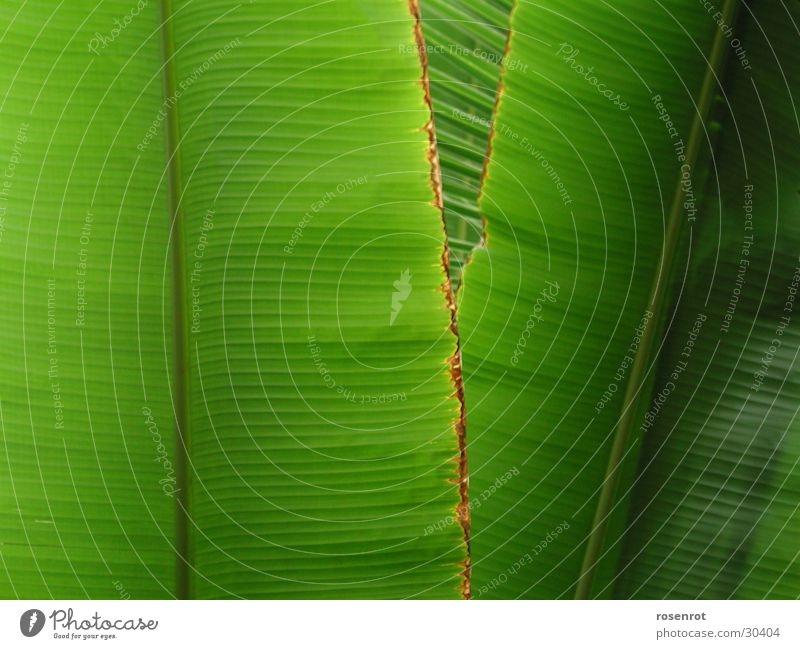 leaves Leaf Banana Banana leaves Green Detail