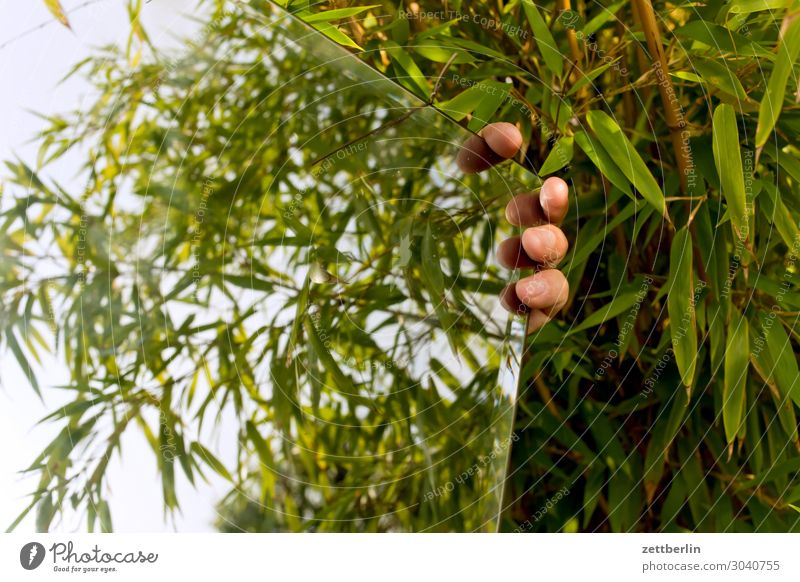 Bamboo in the mirror Branch Tree Relaxation Vacation & Travel Garden Grass Garden plot Garden allotments Nature Plant Summer Bushes Copy Space Mirror