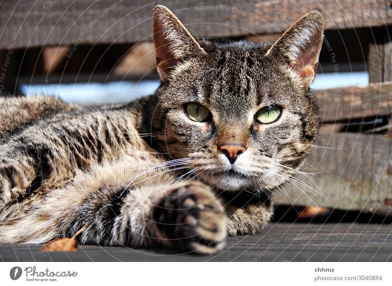 Cat lying on wooden floor observantly Lie Terrace Wooden floor paw relaxed green eyes Interest