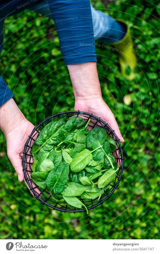 Gardner picking spinach in organic farm Vegetable Garden Gardening Human being Woman Adults Plant Leaf Growth Fresh Natural Green Spinach bio Organic food