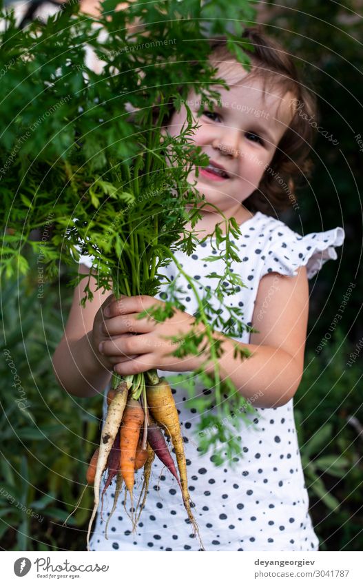 Carrots from small organic farm. Kid farmer hold carrots Vegetable Nutrition Vegetarian diet Diet Garden Gardening Plant Earth Growth Fresh Natural Green Colour