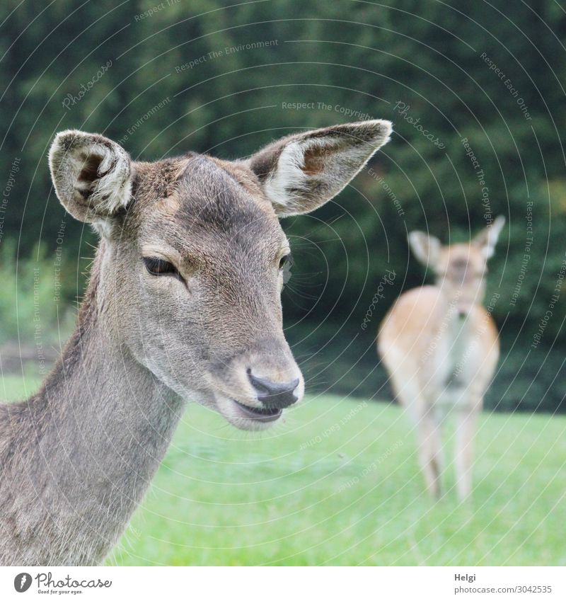 Close-up of a fallow deer cow on a meadow, in the background a second animal Environment Nature Plant Animal Autumn Tree Grass Park Wild animal Fallow deer 2