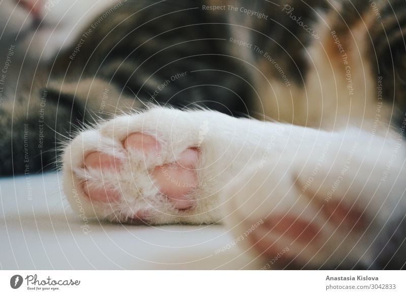 Cat's paws in close up Animal Pet Paw 1 Plastic Moody Happiness Contentment Safety (feeling of) Love of animals Serene Esthetic Happy Life Nature Calm