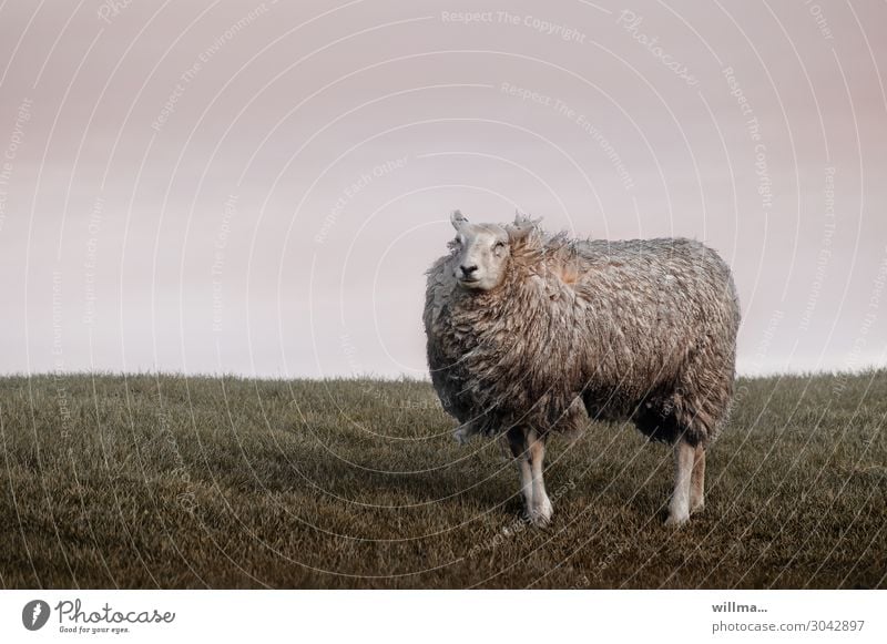 the arrogant dike sheep Sheep Animal Farm animal Pelt Disheveled Wind Pride Dike Meadow Rural Willow tree Cattle breeding Aesthetics Animal portrait Arrogance