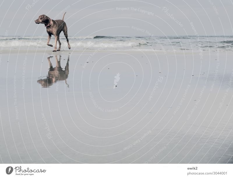 Double mastiff Leisure and hobbies Vacation & Travel Trip Nature Landscape Sand Water Cloudless sky Horizon Beautiful weather Waves coast Baltic Sea Dog 1