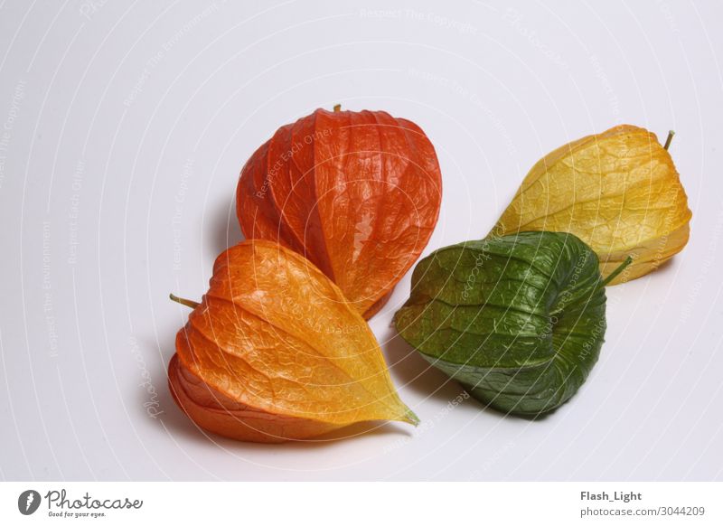 physalis Autumn Plant Flower Physalis Green Orange Colour photo Studio shot Close-up Deserted Copy Space top