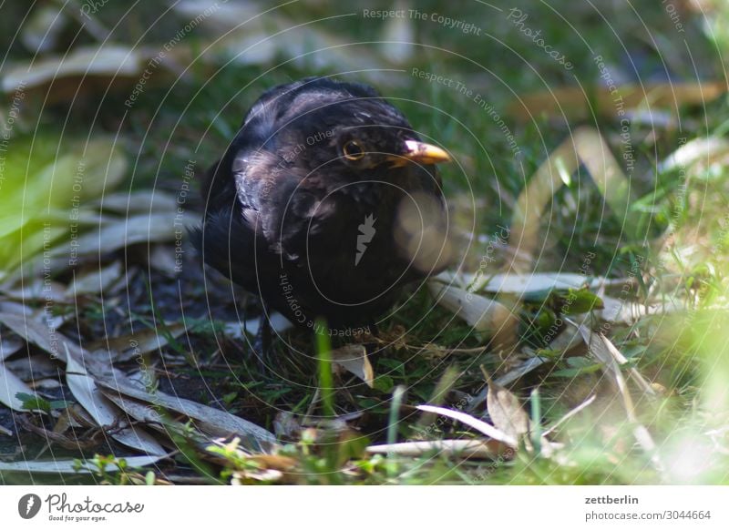 Turdus merula Blackbird species extinction Throstle Deserted Epidemic Bird Songbirds Death Copy Space usutu Virus bird epidemic Garden Nature Park Undergrowth