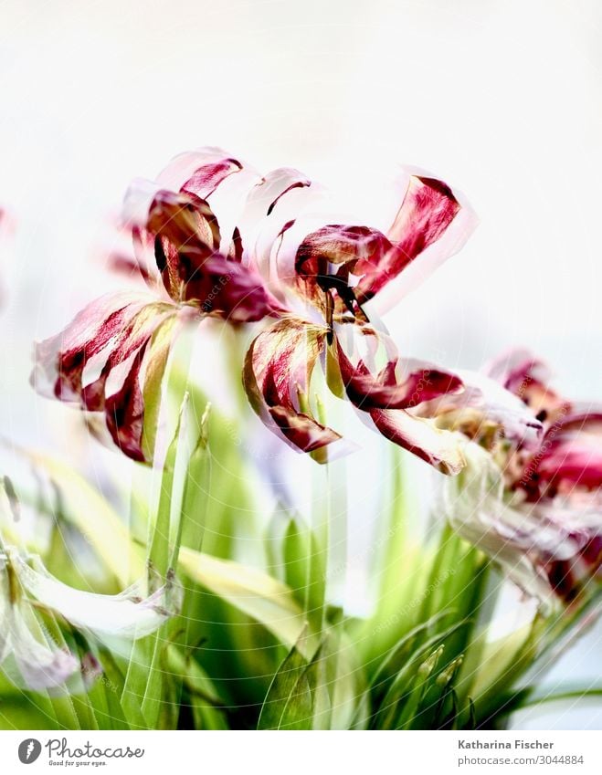 Tulips double exposure red yellow Nature Plant Spring Summer Autumn Winter Flower Leaf Blossom Bouquet Blossoming Yellow Green Violet Orange Pink Red Turquoise