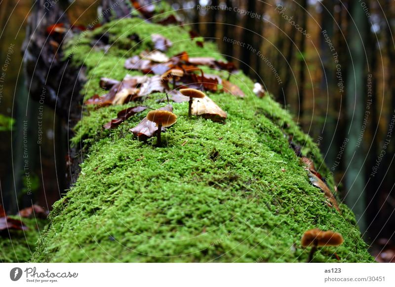 Mushroom on moss tree Forest Green Autumn Tree