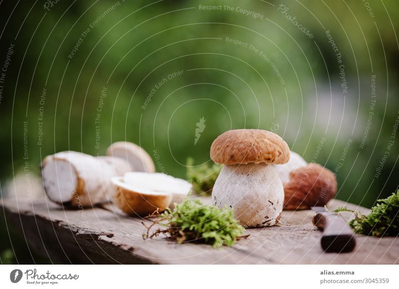 Freshly collected porcini mushrooms on a wooden board Food Mushroom Nutrition Vegetarian diet Nature Summer Autumn Forest Boletus Boletaceae Wooden board