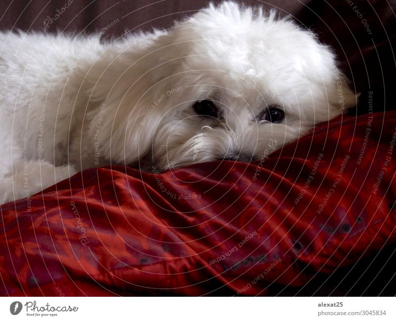 Bichon maltese resting Happy Beautiful Nature Animal Pet Dog Love Sit Small Cute White Delightful bichon Breed Domestic furry hair Mammal Purebred pretty Puppy