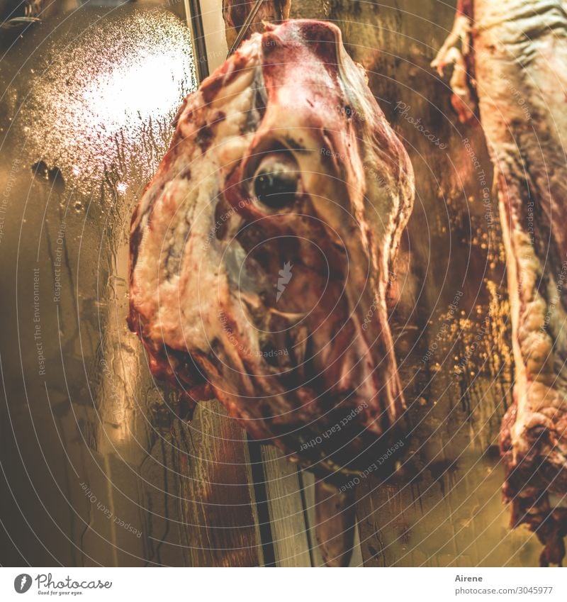 headache Meat Butcher Killing Dead animal Animal skull Threat Dark Disgust Creepy Brown Red Compassion Death Pain Sadness Raw Cruel Harrowing Colour photo