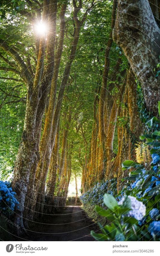 avenue Sun Beautiful weather Tree Forest Street Idyll Nature Avenue Azores Hydrangea Colour photo Exterior shot Morning Light Sunlight Sunbeam