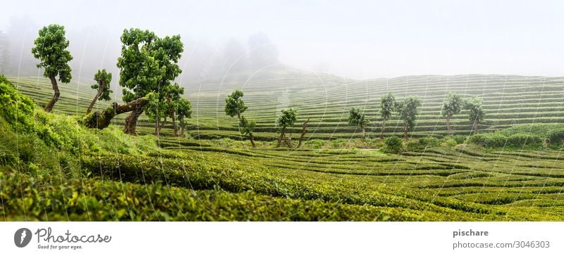 tea Nature Landscape Fog Foliage plant Garden Park Natural Green Tea plantation Tea plants Azores Colour photo Exterior shot Day Panorama (View)