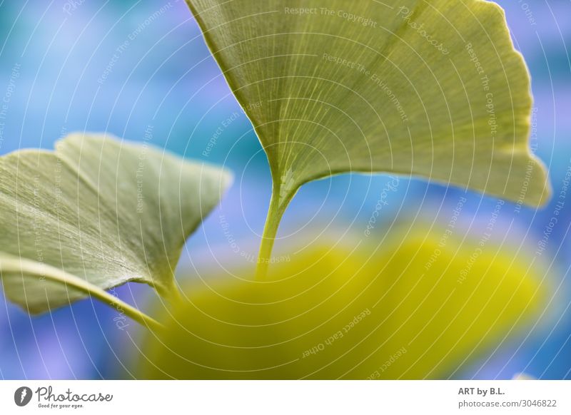 ginkgo leaves Nature Plant Agricultural crop Blue Green Uniqueness Mysterious Colour photo Exterior shot Detail Macro (Extreme close-up) Deserted